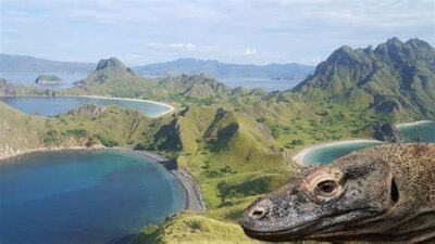 Cagar Alam Pulau Komodo: Melindungi Keberagaman Hayati dan Keajaiban Hewan Purba