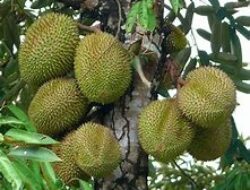 Membongkar Keunikan Fenomena Buah Durian, Simbol Budaya dan Sensasi Kuliner