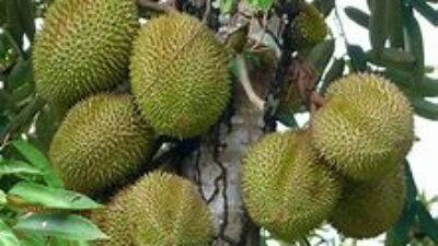 Membongkar Keunikan Fenomena Buah Durian, Simbol Budaya dan Sensasi Kuliner