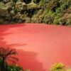 Misteri Danau Merah Rimba Candi di Perbatasan Kaur, Bengkulu – Pagar Alam: Warnanya Merah Darah, Bau Pandan di Malam Hari