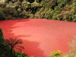 Misteri Danau Merah Rimba Candi di Perbatasan Kaur, Bengkulu – Pagar Alam: Warnanya Merah Darah, Bau Pandan di Malam Hari