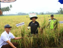 Pj. Wali Kota Kotamobagu Asripan Nani Panen Padi dan Serahkan Bantuan Alat Pertanian di Desa Bungko