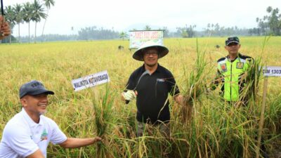 Pj. Wali Kota Kotamobagu Asripan Nani Panen Padi dan Serahkan Bantuan Alat Pertanian di Desa Bungko