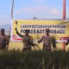 Polres Kotamobagu Gelar Panen Raya Padi dan Program Penanaman Cabai Bersama Dinas Pertanian untuk Ketahanan Pangan