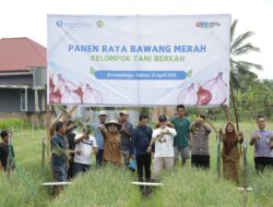 Panen Raya Bawang Merah di Pobundayan, Wali Kota Wenny Gaib Apresiasi Sinergi Petani dan BI