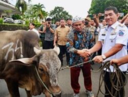 Gubernur Sulut Bantu 50 Ekor Sapi Kurban Pada Umat Muslim Di Sulawesi Utara