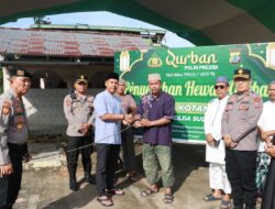 Polres Kotamobagu Sembelih 11 Ekor Sapi Kurban di Idul Adha 1446 H, Wujudkan Kepedulian Sosial Polri Presisi