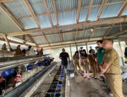Dukung Ketahanan Pangan, PLN UP3 Manado Latih Peternak Tomohon Budidaya dan Pengolahan Limbah Ayam Buras
