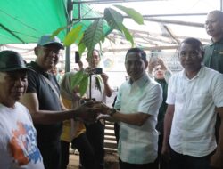 Wali Kota Weny Gaib Serahkan 20.000 Bibit Kakao dan Alat Pertanian untuk Petani Poyowa Besar Dua