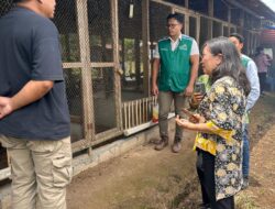 Electrifying Agriculture PLN Hadir di Tomohon, Peternakan Ayam Lokal Kini Lebih Modern dan Efisien
