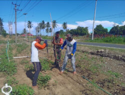 Babinsa Sertu Musoleh Turun ke Kebun, Bantu Petani Buat Lanjaran Tomat di Mongkoinit Barat