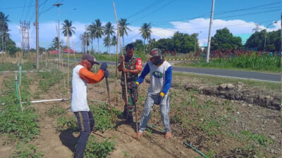 Babinsa Sertu Musoleh Turun ke Kebun, Bantu Petani Buat Lanjaran Tomat di Mongkoinit Barat