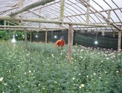 Listrik PLN Bikin Krisan Tomohon Mekar Lebih Indah, Produktivitas Petani Naik 90 Persen