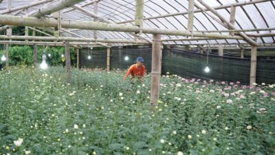 Listrik PLN Bikin Krisan Tomohon Mekar Lebih Indah, Produktivitas Petani Naik 90 Persen