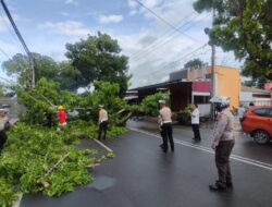 Pohon Raksasa Tumbang Lumpuhkan Jalan Veteran, Polres Kotamobagu–BPBD Bergerak Cepat Pulihkan Akses