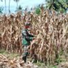 Babinsa Desa Lolak Turun ke Ladang, Panen Jagung Bersama Warga Perkuat Ketahanan Wilayah