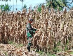 Babinsa Desa Lolak Turun ke Ladang, Panen Jagung Bersama Warga Perkuat Ketahanan Wilayah
