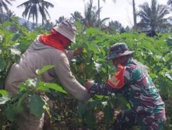 Babinsa Modayag Barat Turun ke Kebun, Wujud Nyata TNI Dampingi Petani Panen Terong