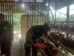 Babinsa Koramil 1303-14/Bolangitang Dampingi Warga Panen Telur, Perkuat Ketahanan Pangan Desa