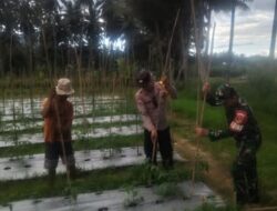Babinsa dan Bhabinkamtibmas Dampingi Petani, Perkuat Ketahanan Pangan di Desa Bungko