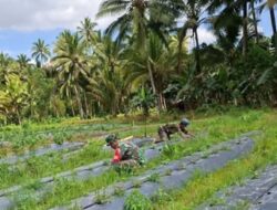 Babinsa Kopda Mansur Dampingi Petani Cabai di Modayag, Wujud Nyata Kepedulian TNI untuk Ketahanan Pangan