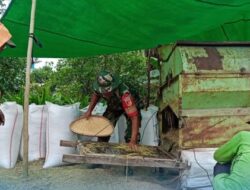 Babinsa Turun ke Sawah, Gotong Royong Warnai Panen Padi di Desa Lalow