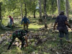 Babinsa Posigadan Dampingi Warga Olah Kelapa Jadi Kopra, Wujud Nyata Kepedulian TNI AD