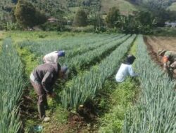 Dari Seragam ke Cangkul: Babinsa Dampingi Petani Bawang di Mooat