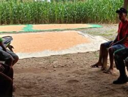 Babinsa Lolayan Hadir di Tengah Gagal Panen Jagung, Bangun Harapan Petani Tanoyan Utara