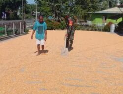 Babinsa Turun ke Ladang, Dampingi Petani Jemur Jagung di Cempaka
