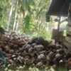 Babinsa Dampingi Petani Kopra di Desa Nagara, Wujud Nyata Kemanunggalan TNI dan Rakyat