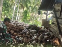 Babinsa Dampingi Petani Kopra di Desa Nagara, Wujud Nyata Kemanunggalan TNI dan Rakyat