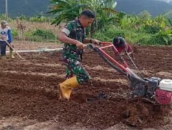 Babinsa Turun ke Sawah, Tumbuhkan Harapan Petani Bawang Merah di Desa Dulangon