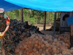 Babinsa Sertu Muhlis Pontoh Bantu Petani Olah Kopra, Perkuat Ketahanan Ekonomi Desa Bigo