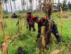 Babinsa Posigadan Turun ke Ladang, Dampingi Petani Tonala Panen Jagung hingga Siapkan Musim Tanam