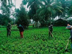 Babinsa Turun ke Kebun, Koptu Moh Junaedi Wujudkan Ketahanan Pangan dari Akar Rumput di Mongondow