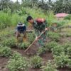 Babinsa Posigadan Turun ke Kebun Nilam, Wujud Nyata Kemanunggalan TNI dan Rakyat di Desa Sakti