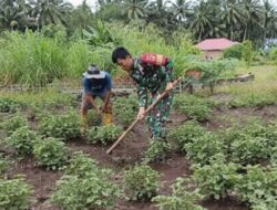 Babinsa Posigadan Turun ke Kebun Nilam, Wujud Nyata Kemanunggalan TNI dan Rakyat di Desa Sakti