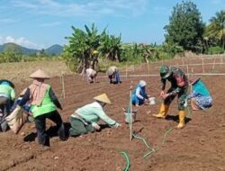 Babinsa Koramil Lolak Turun ke Sawah, Semangat Gotong Royong Dukung Ketahanan Pangan