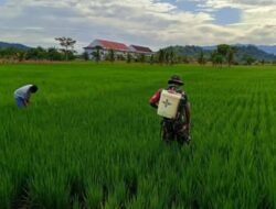 Mentari Pagi di Lalow: Babinsa Kopka Dwi Purwanto Turun ke Sawah, Perkuat Ketahanan Pangan dan Silaturahmi