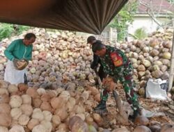 Di Tengah Tumpukan Kelapa, Babinsa Kotamobagu Timur Bangkitkan Semangat Petani Kopra