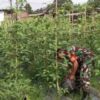 Babinsa Koramil 1303-03/Modayag Bantu Petani Kacang Panjang