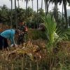 Panen Jagung 4 Ton per Hektare, Babinsa Bolaang Dampingi Petani Perkuat Ketahanan Pangan