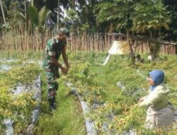 Panen Cabai di Bulan Ramadhan, Babinsa Modayag Barat Perkuat Ketahanan Pangan dan Kebersamaan Warga
