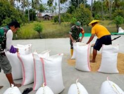 Babinsa Turun Tangan di Motabang, Satu Ton Gabah Siap Pasar Perkuat Ketahanan Pangan Bolmong