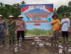 Tanam Raya Jagung Serentak Digelar di Bolsel, Perkuat Program Swasembada Pangan Nasional
