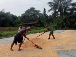 Babinsa Dampingi Petani Jemur Jagung, Sinergi TNI–Rakyat Perkuat Ketahanan Pangan di Langagon Dua