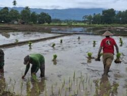 Turun ke Sawah, Babinsa Lolayan Dampingi Petani Tanam Padi di Tungoi Satu