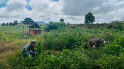 Babinsa Koramil Passi Bantu Petani Panen Kentang di Desa Sinsingon Barat