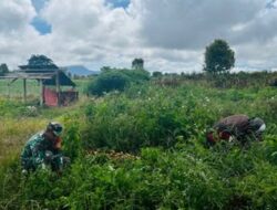 Babinsa Koramil Passi Bantu Petani Panen Kentang di Desa Sinsingon Barat